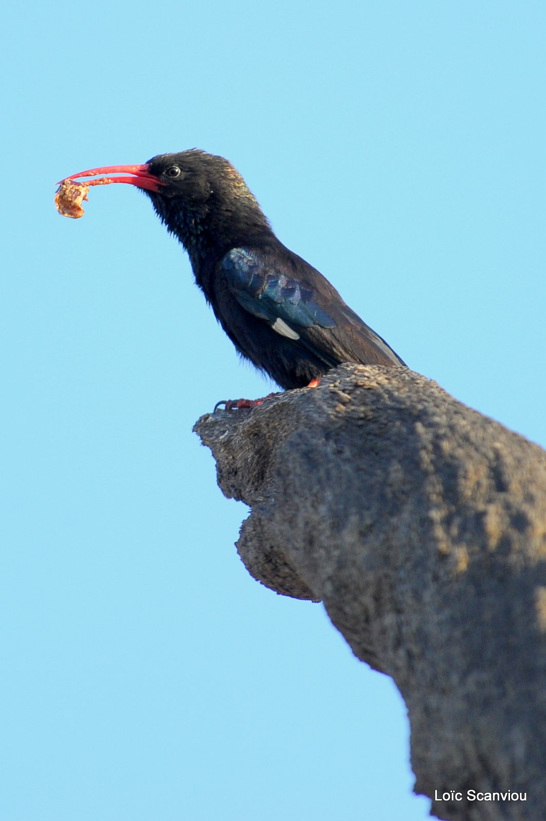 Irrisor moqueur/Green Wood-Hoopoe (2)