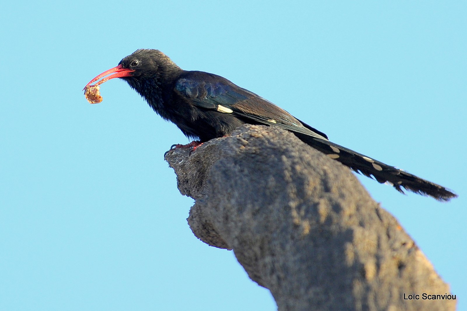 Irrisor moqueur/Green Wood-Hoopoe (3)