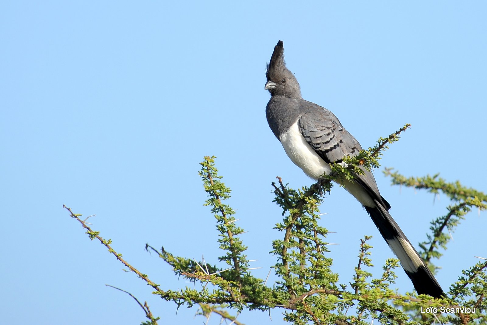 Touraco à ventre blanc/Grey Go-away Bird (1)