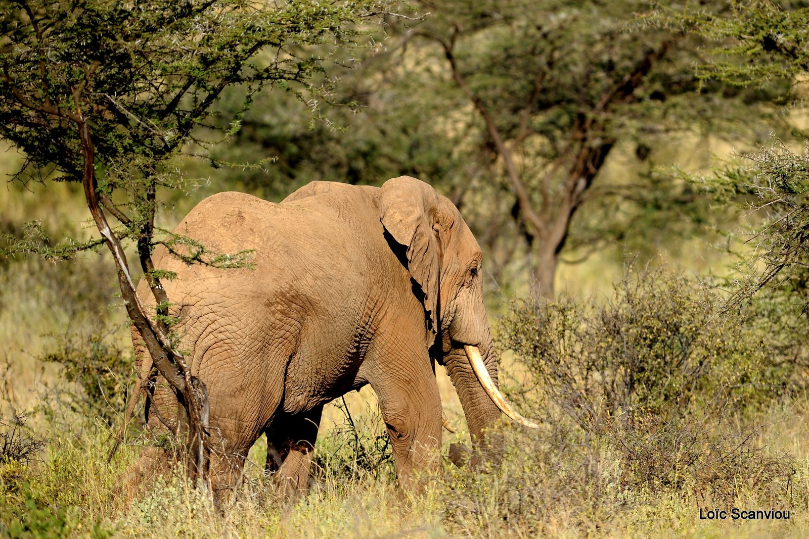 Eléphant (35)
