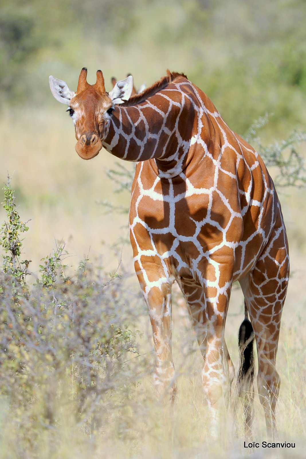 Girafe réticulée/Reticulated Giraffe (17)