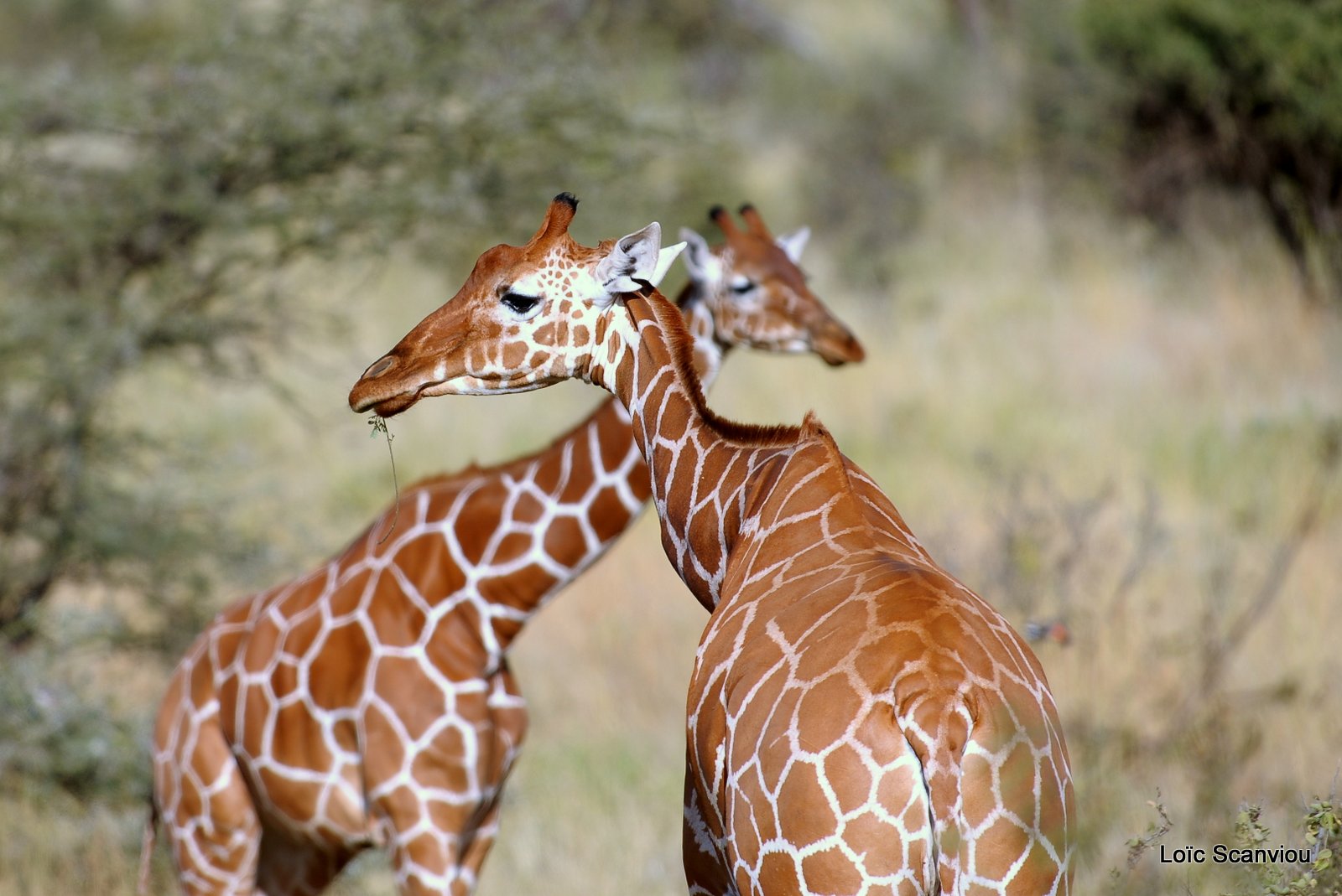 Girafe réticulée/Reticulated Giraffe (18)