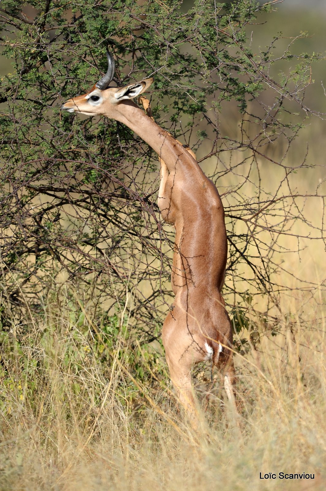 Gazelle de Waller/Gerenuk (3)