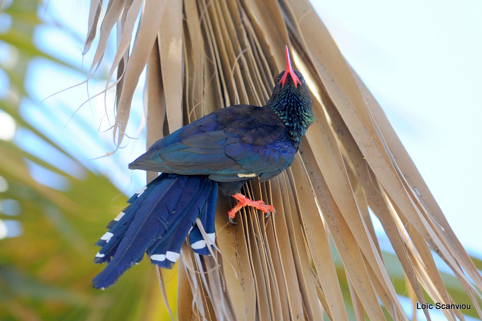 Irrisor moqueur/Green Wood-Hoopoe (4)