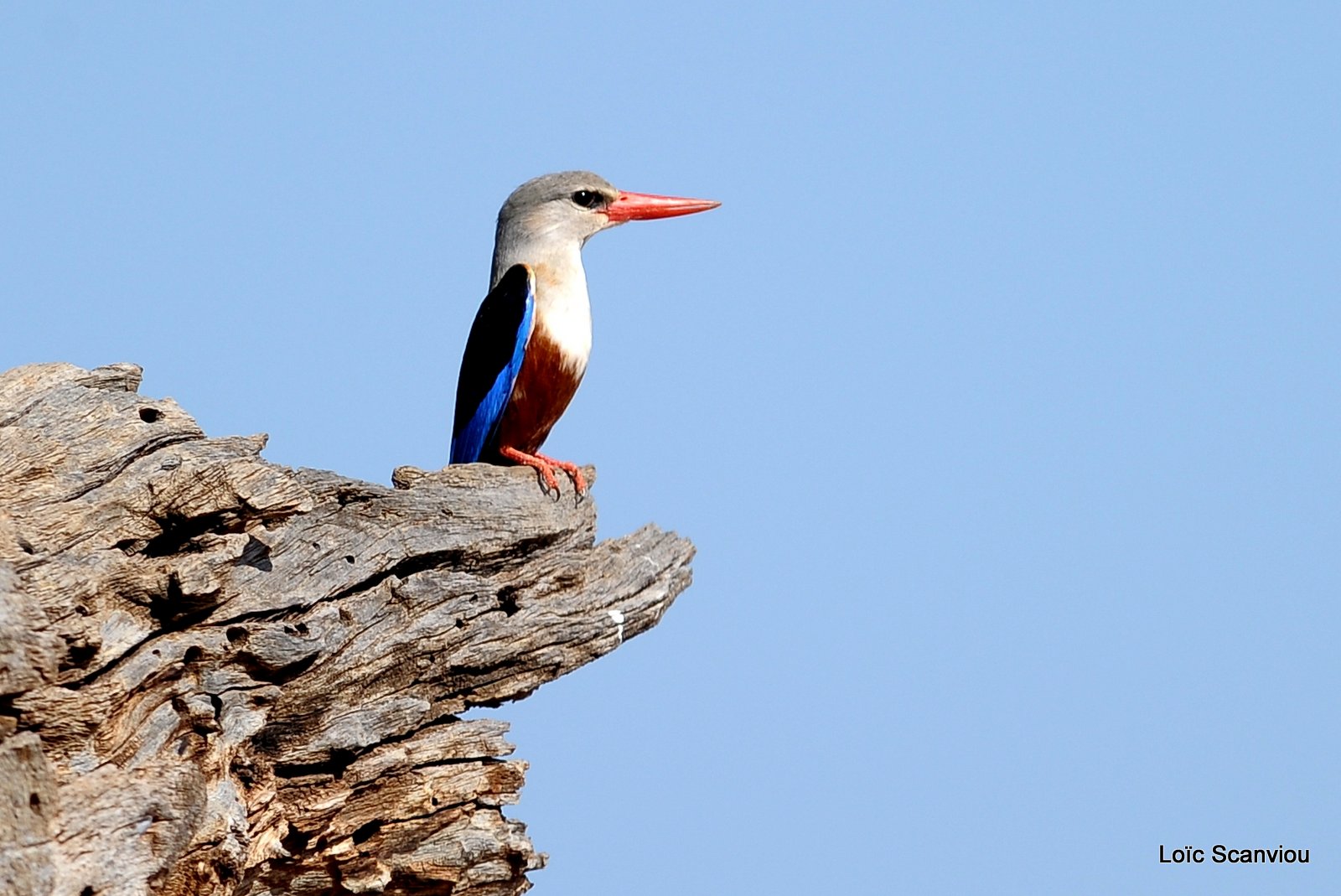 Martin-chasseur à tête grise/Grey-headed Kingfisher (2)