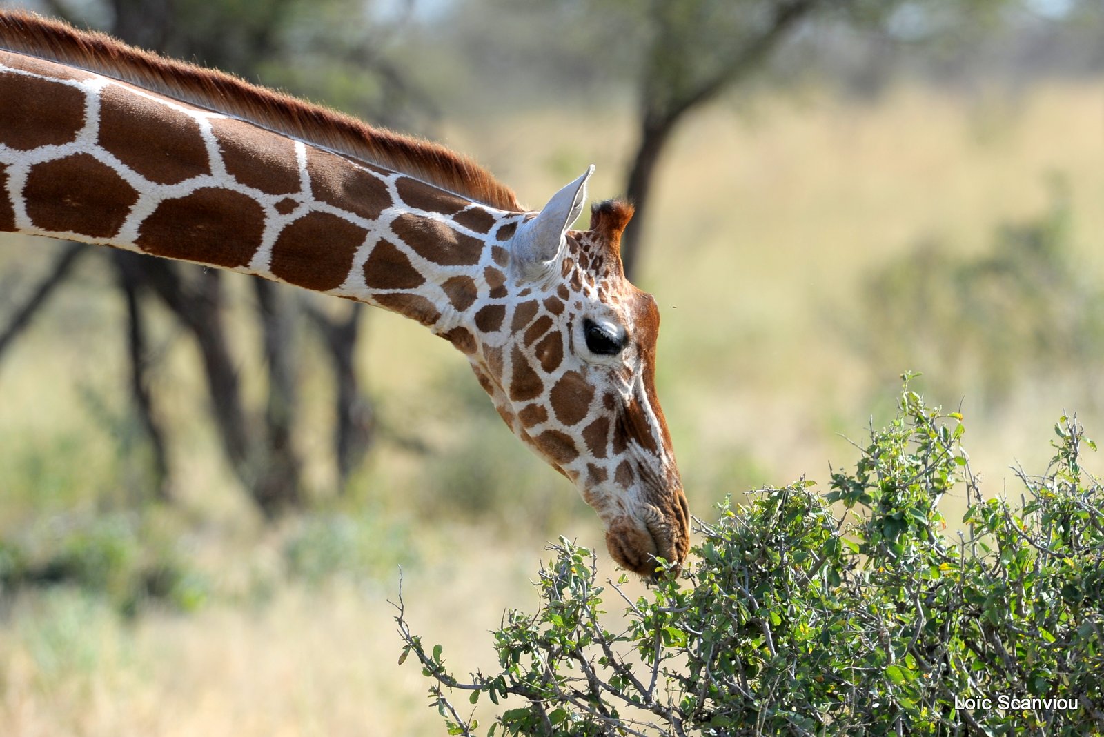 Girafe réticulée/Reticulated Giraffe (2)