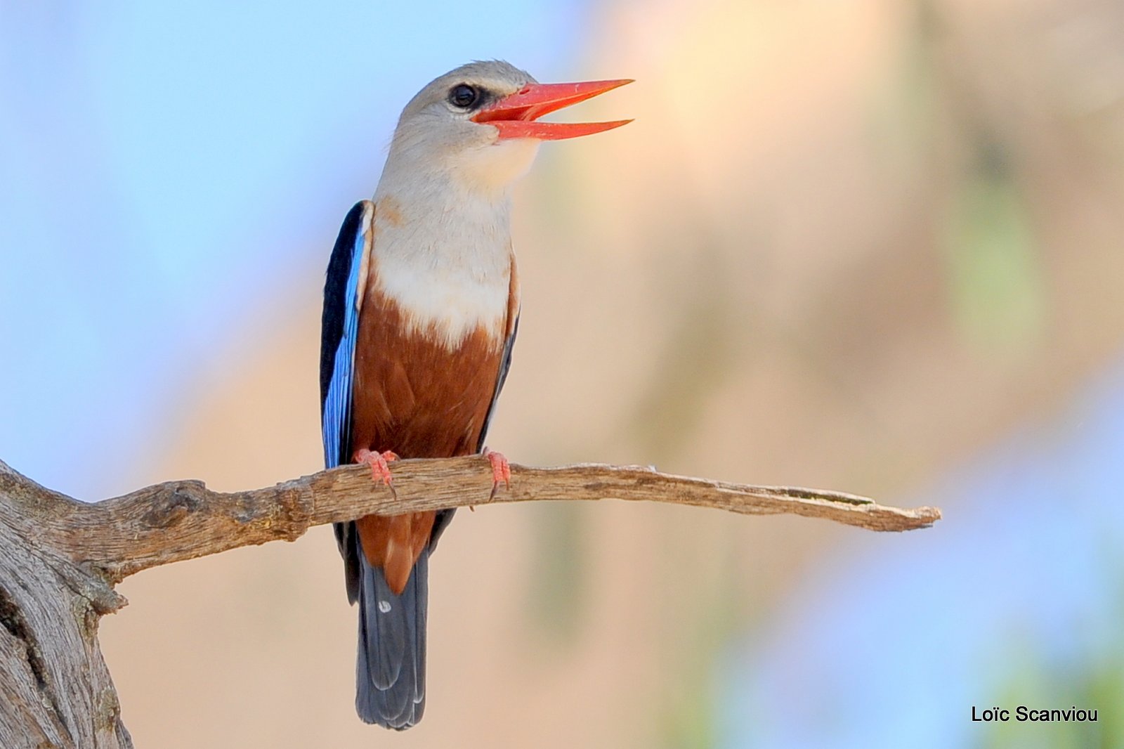 Martin-chasseur à tête grise/Grey-headed Kingfisher (3)