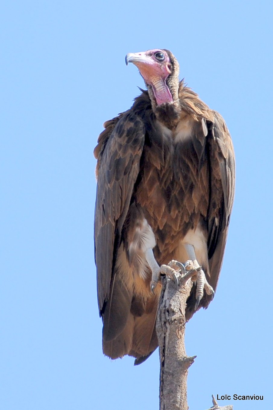 Vautour charognard/Hooded Vulture (1)