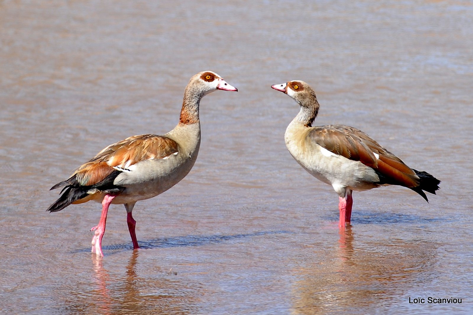 Ouette d'Egypte/Egyptian Goose (1)