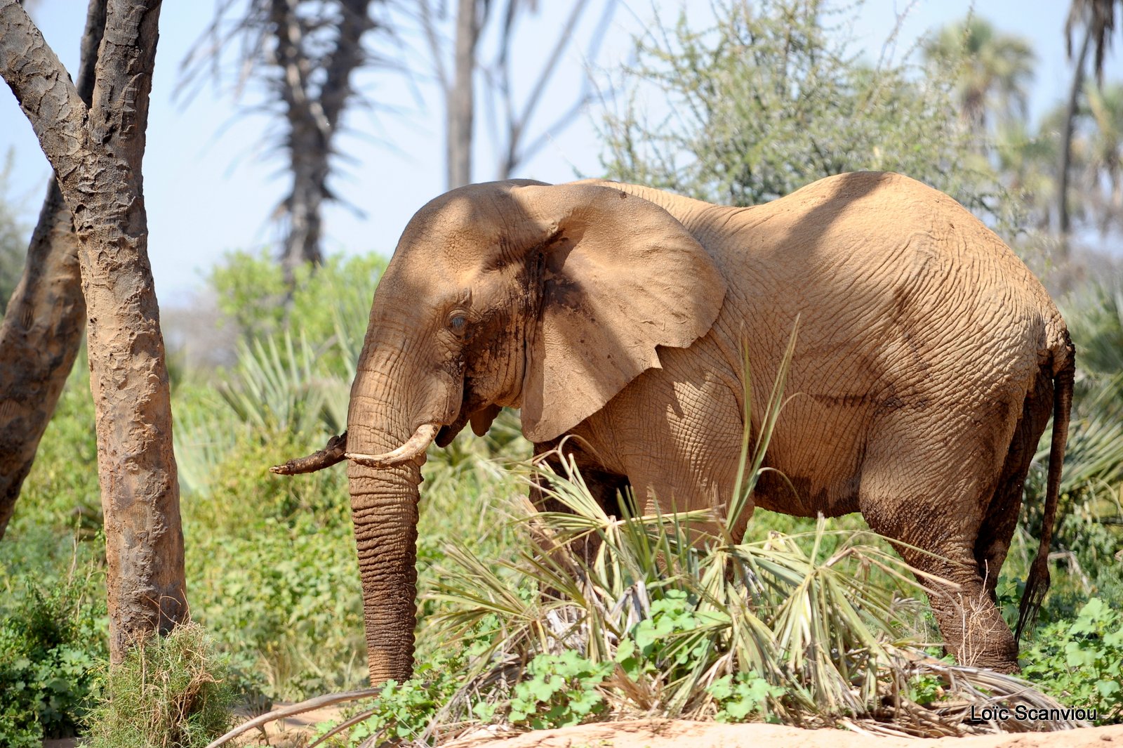 Eléphant (38)