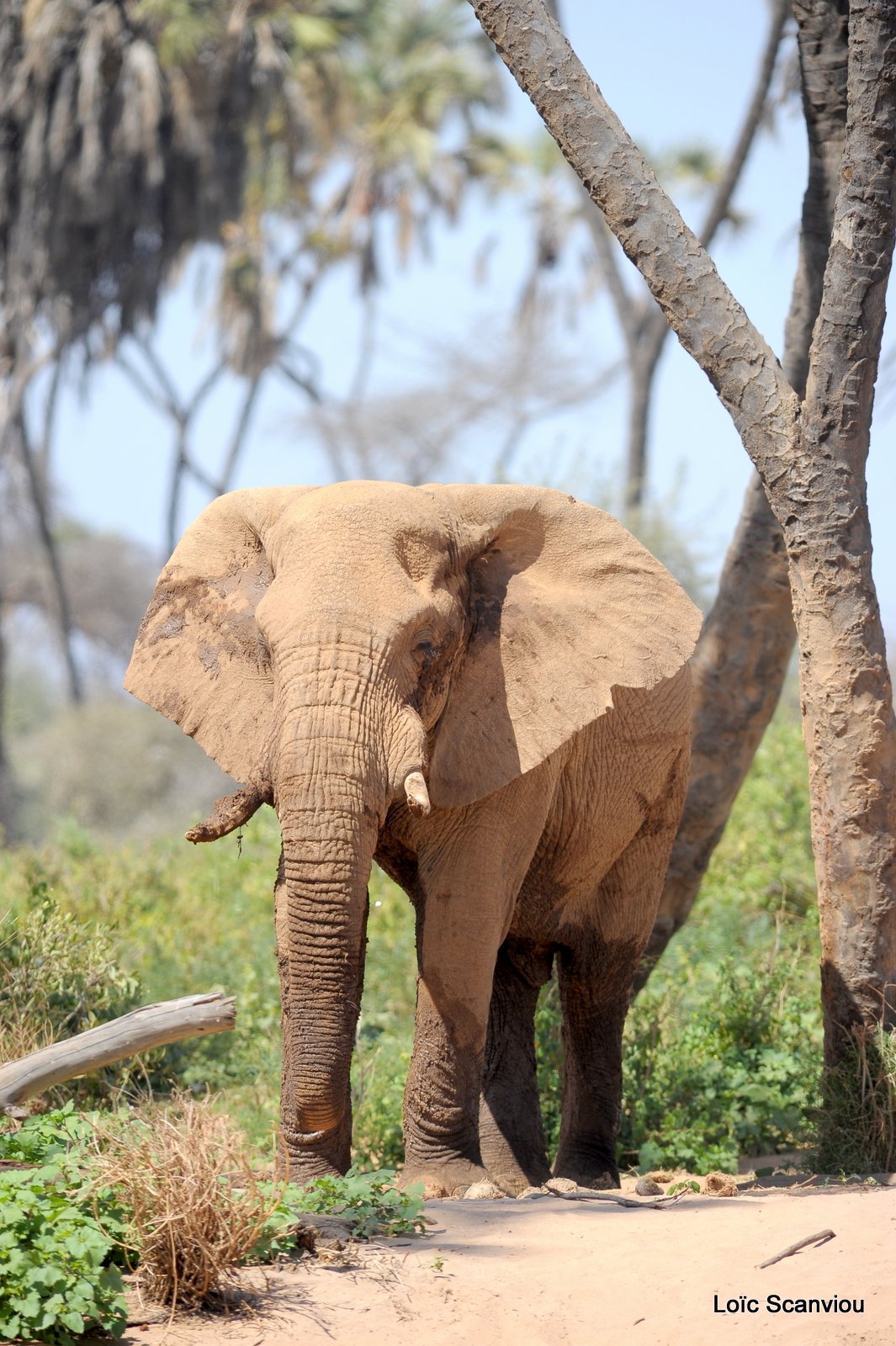 Eléphant (39)