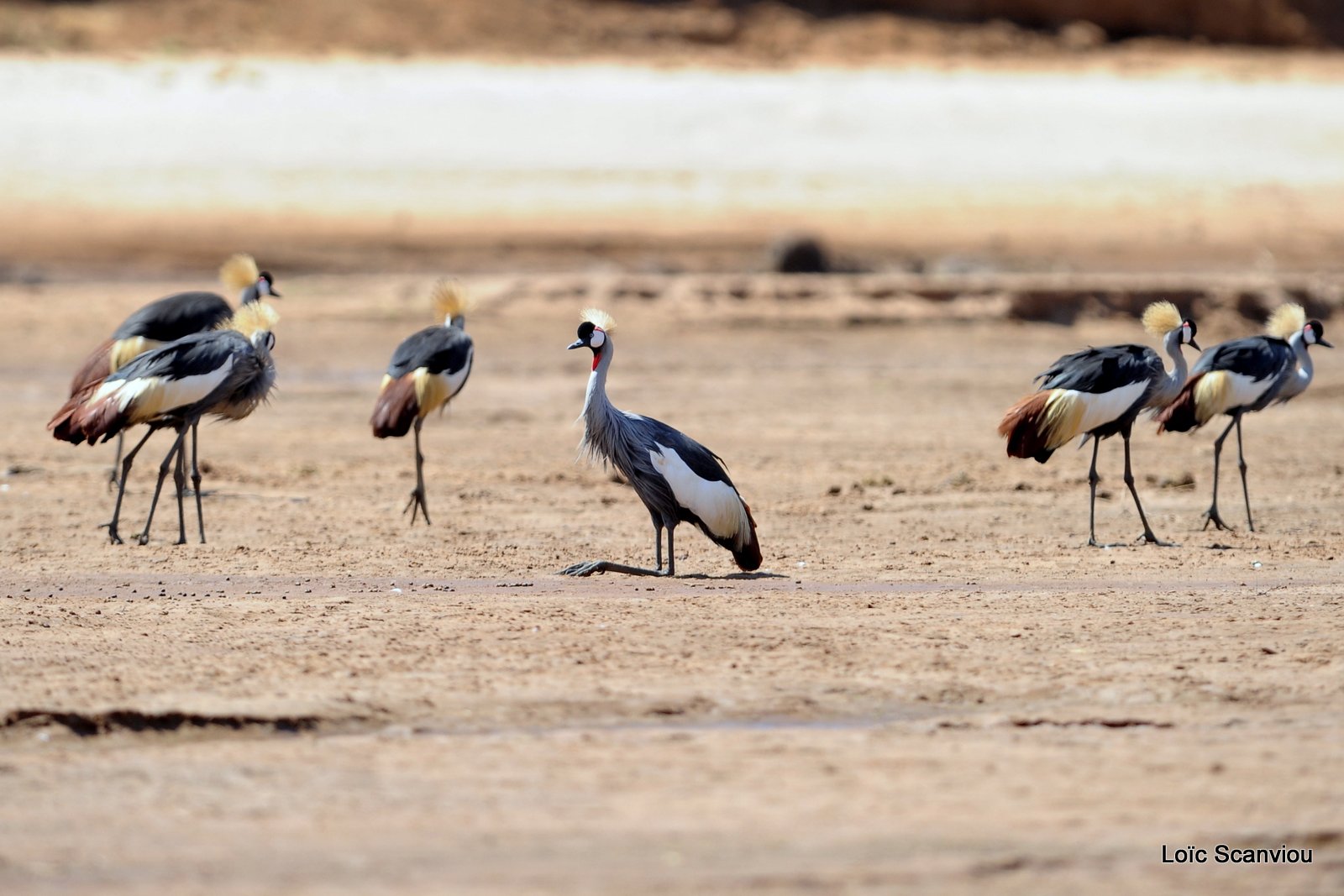 Grue couronnée/Grey-crowned Crane (1)