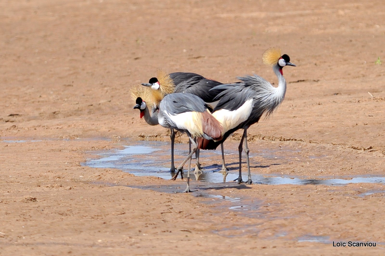 Grue couronnée/Grey-crowned Crane