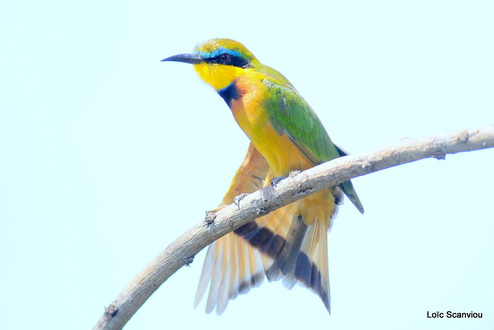 Guêpier nain/Little Bee-Eater (2)