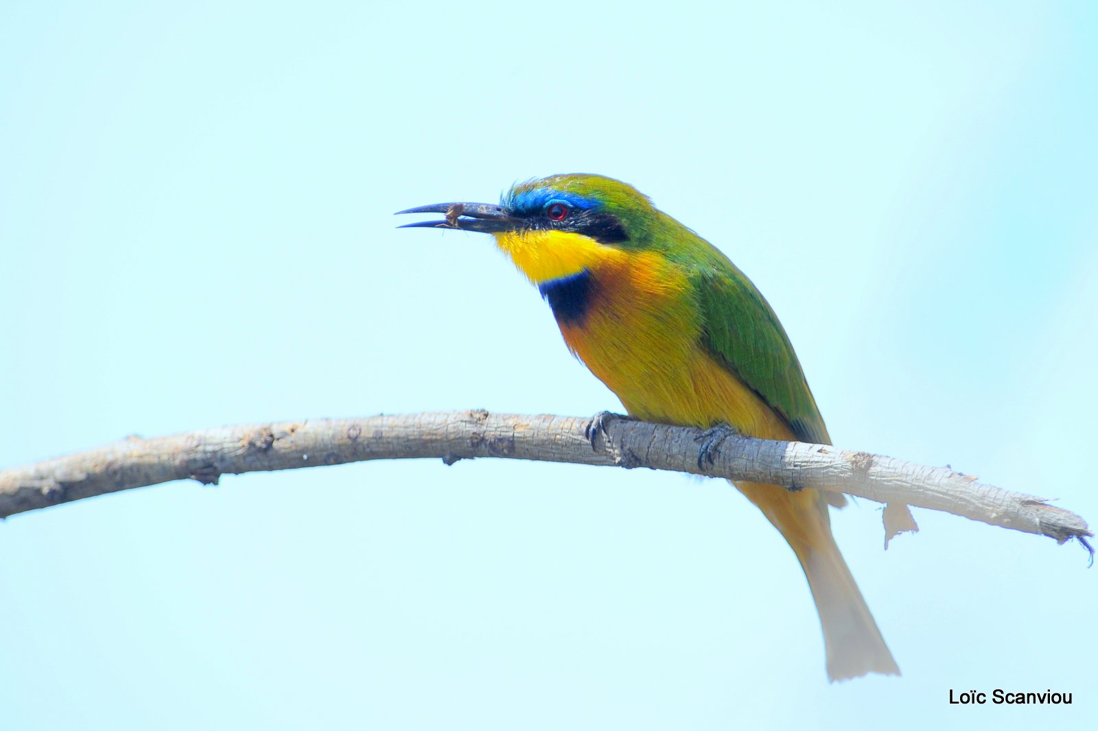 Guêpier nain/Little Bee-Eater (4)