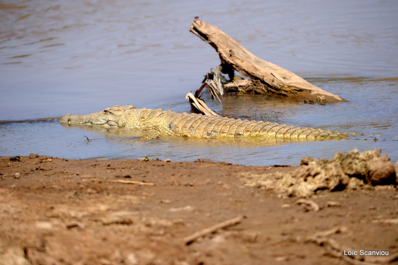 Crocodile (10)