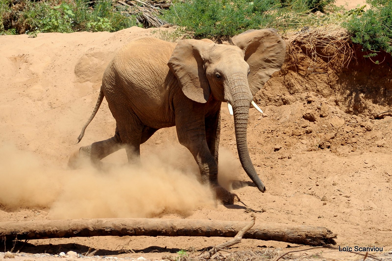 Eléphant (42)