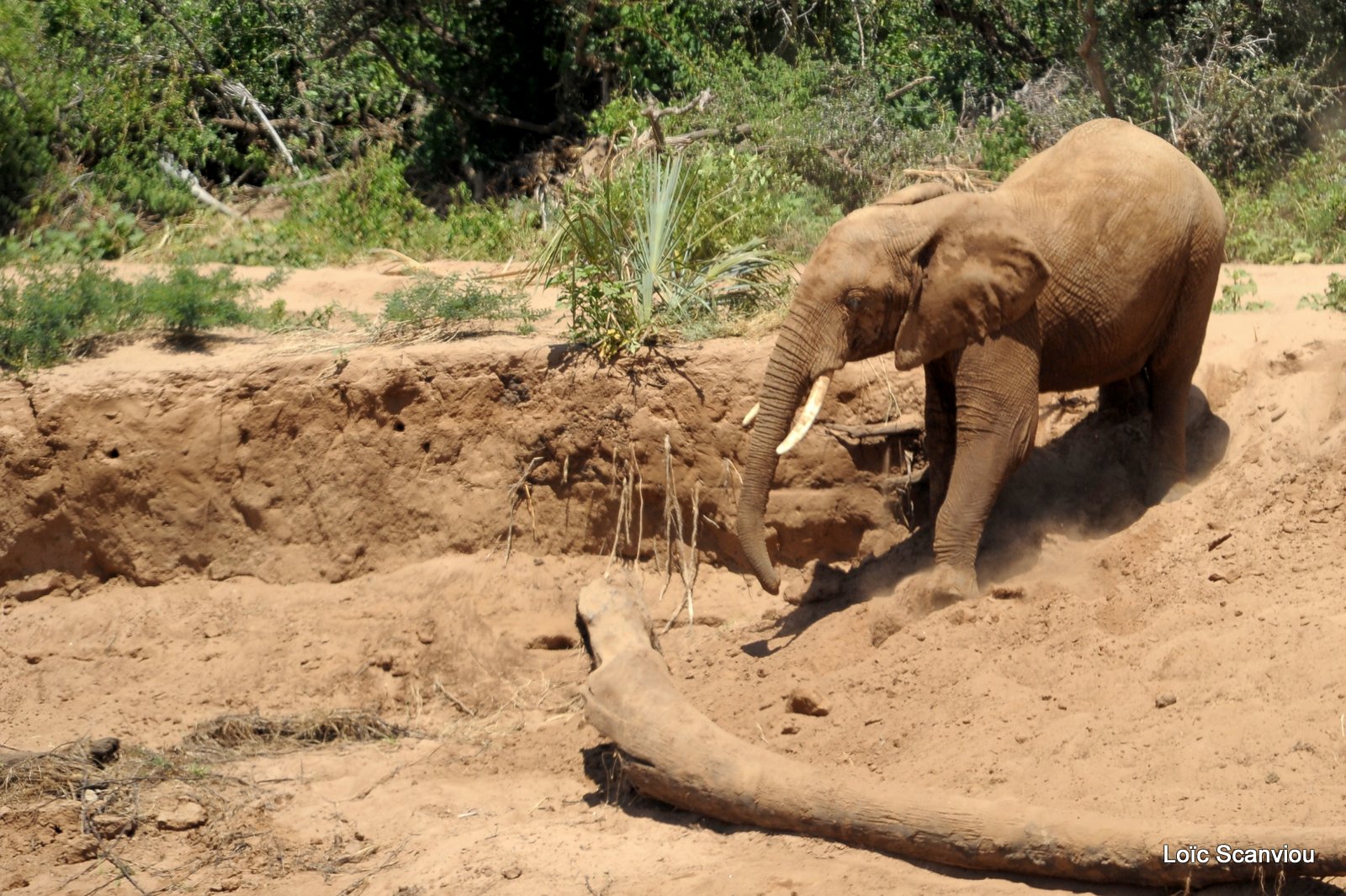 Eléphant (48)