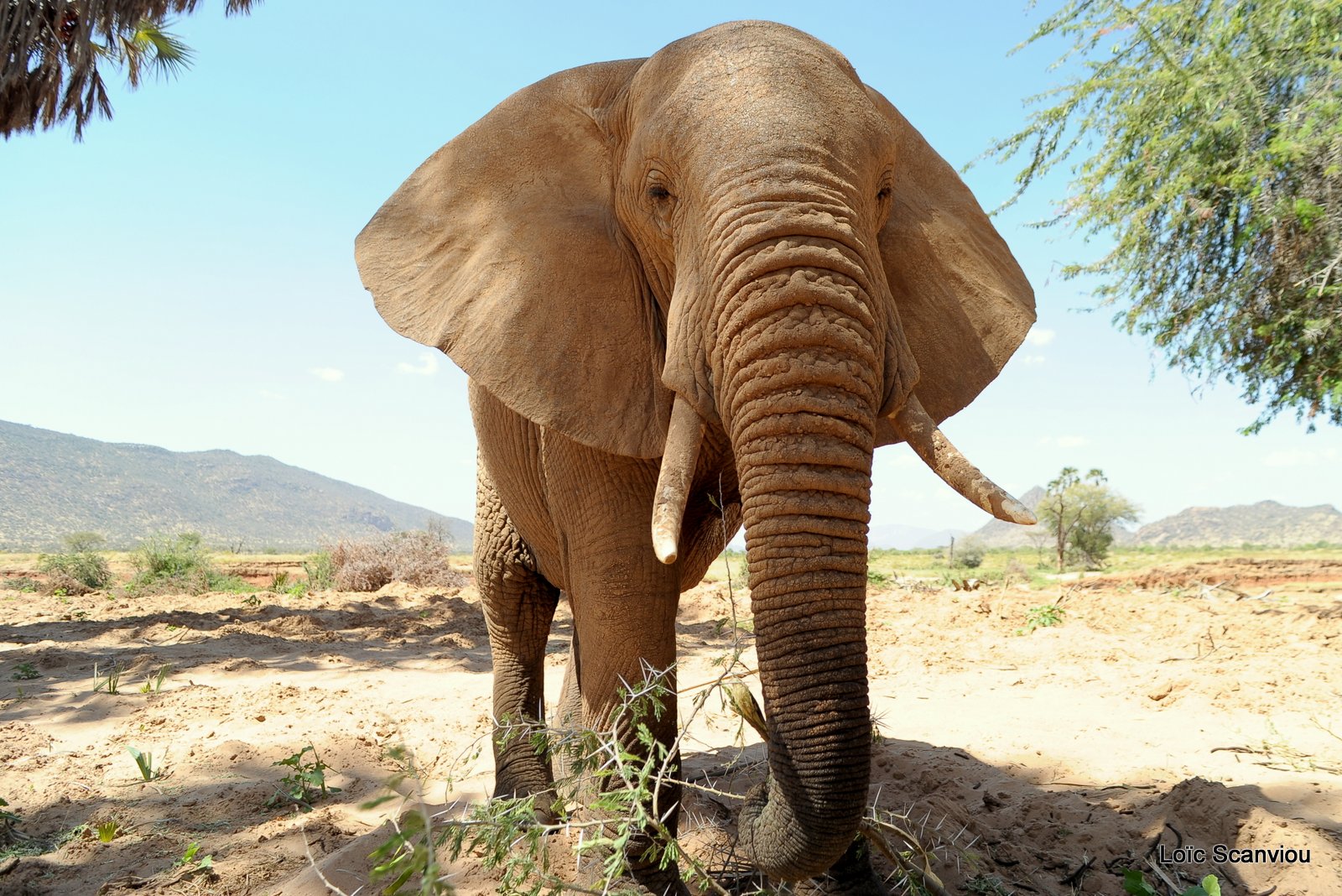Eléphant (49)