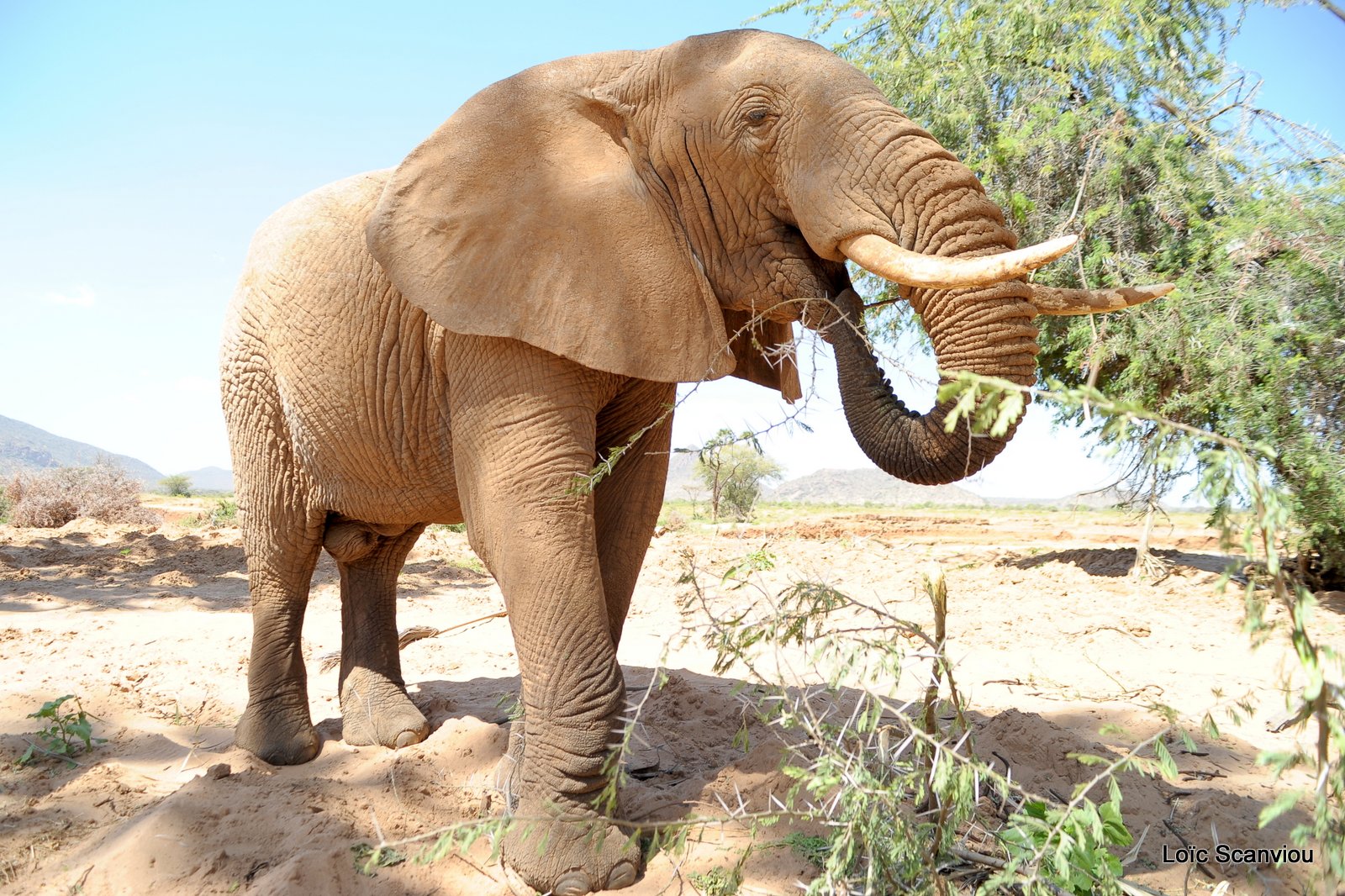 Eléphant (50)
