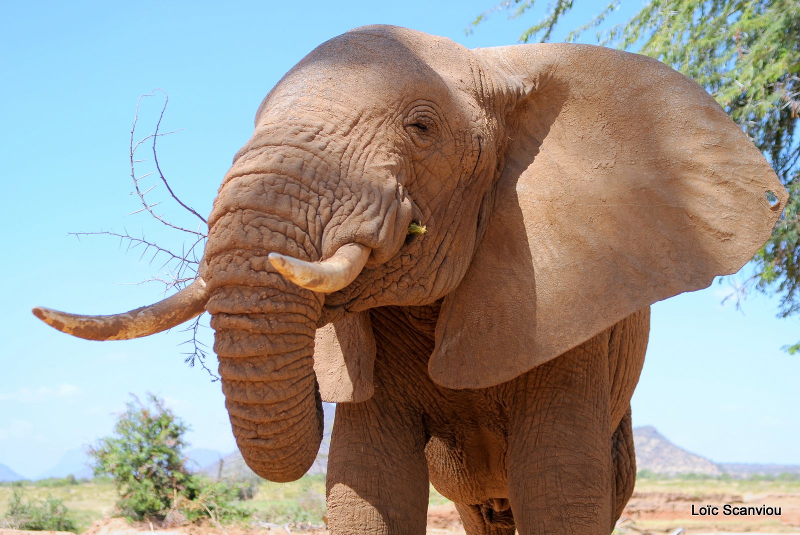 Eléphant (51)