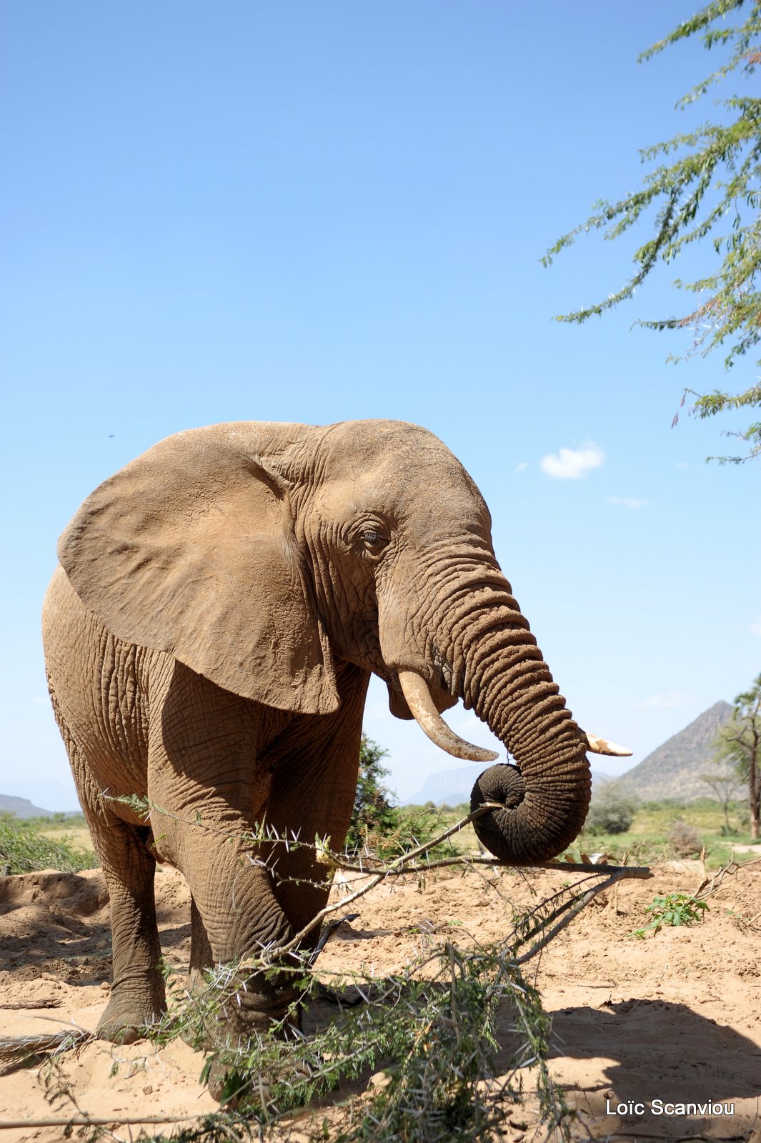 Eléphant (52)