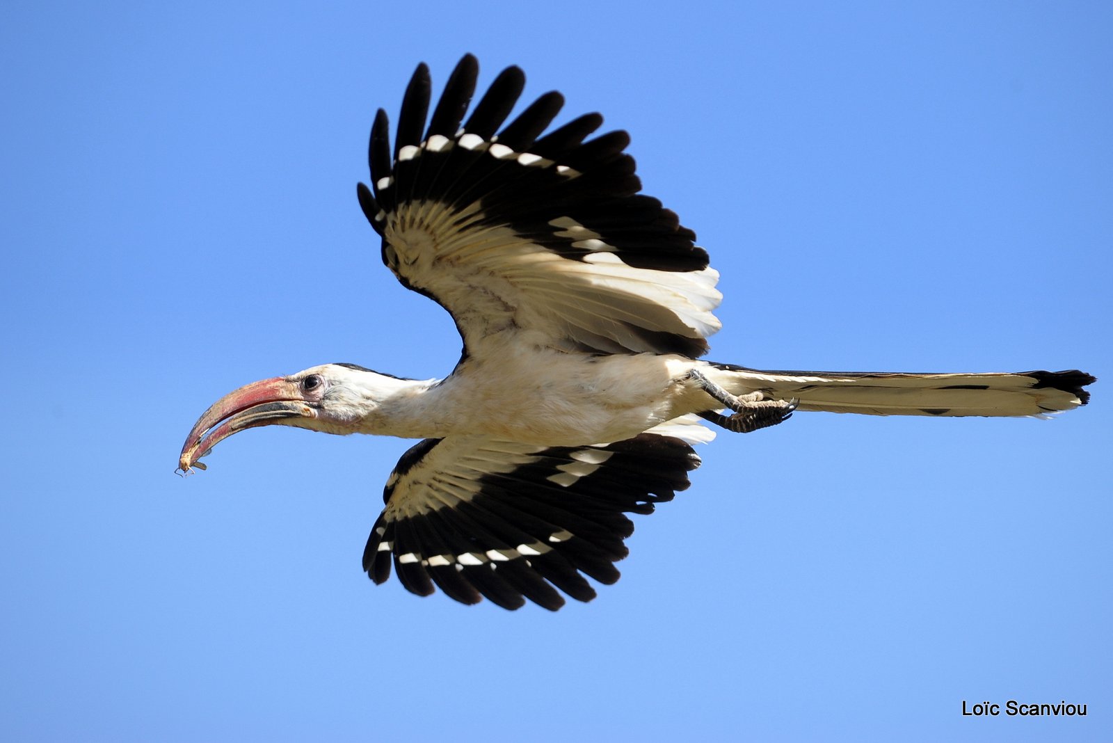 Calao à bec rouge/Red-billed Hornbill (3)