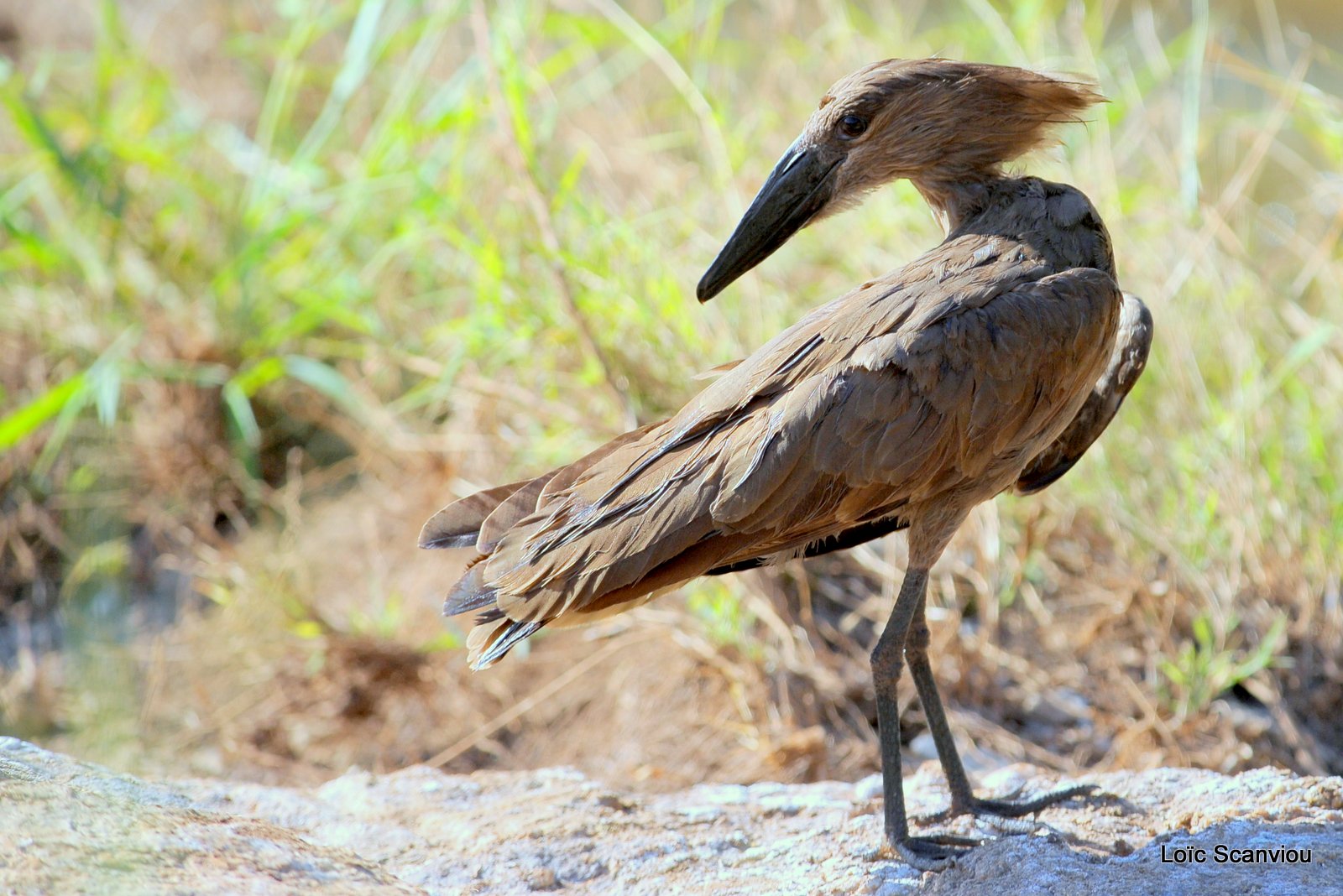 Ombrette/Hamerkop (1)