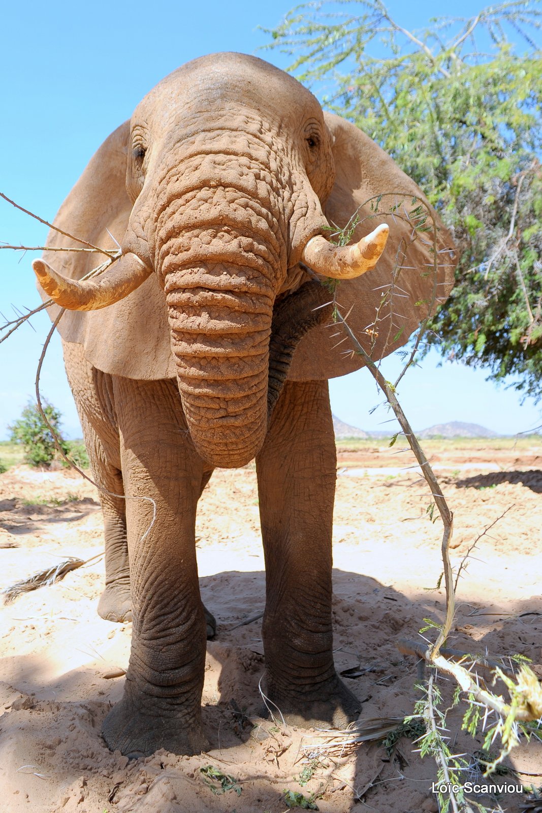 Eléphant (53)