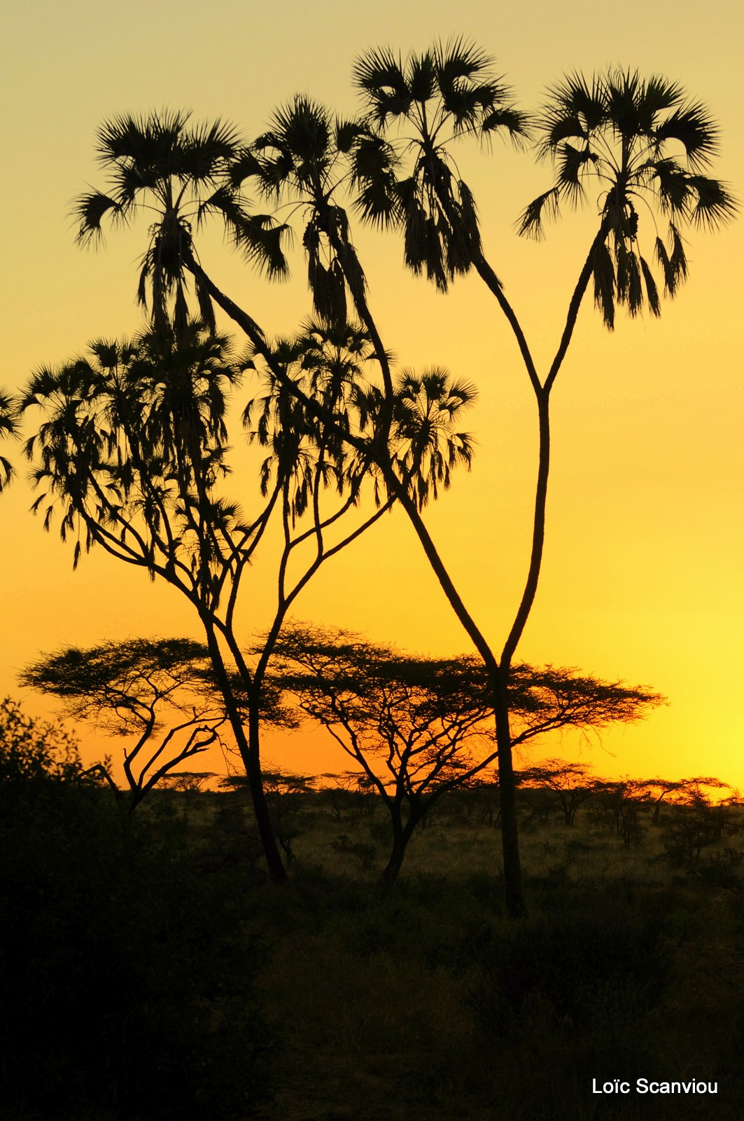 Samburu (23)