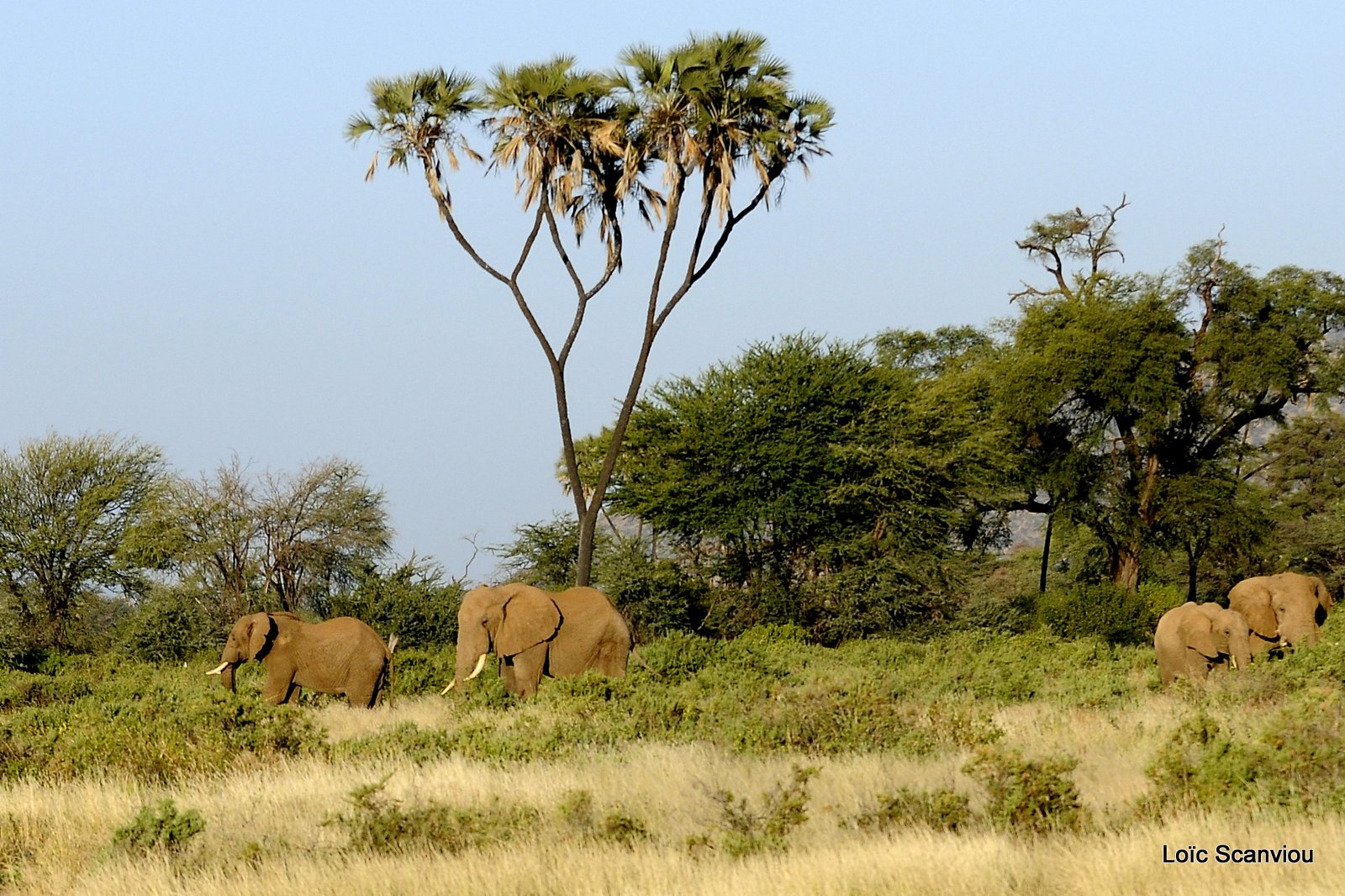 Eléphant (55)