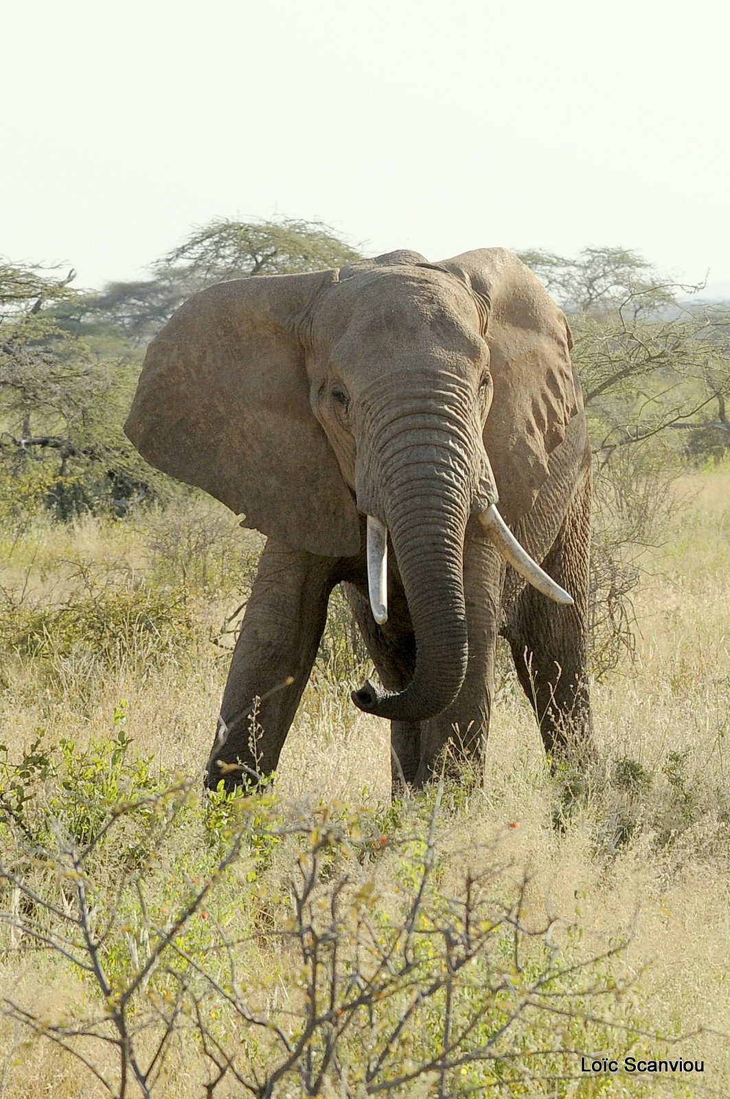 Eléphant (54)