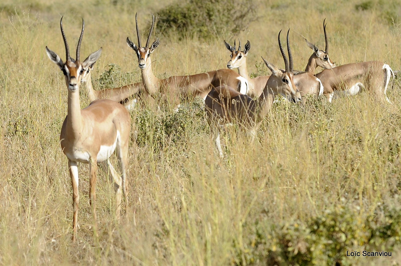 Gazelle de Bright/Bright's Gazelle  (3)