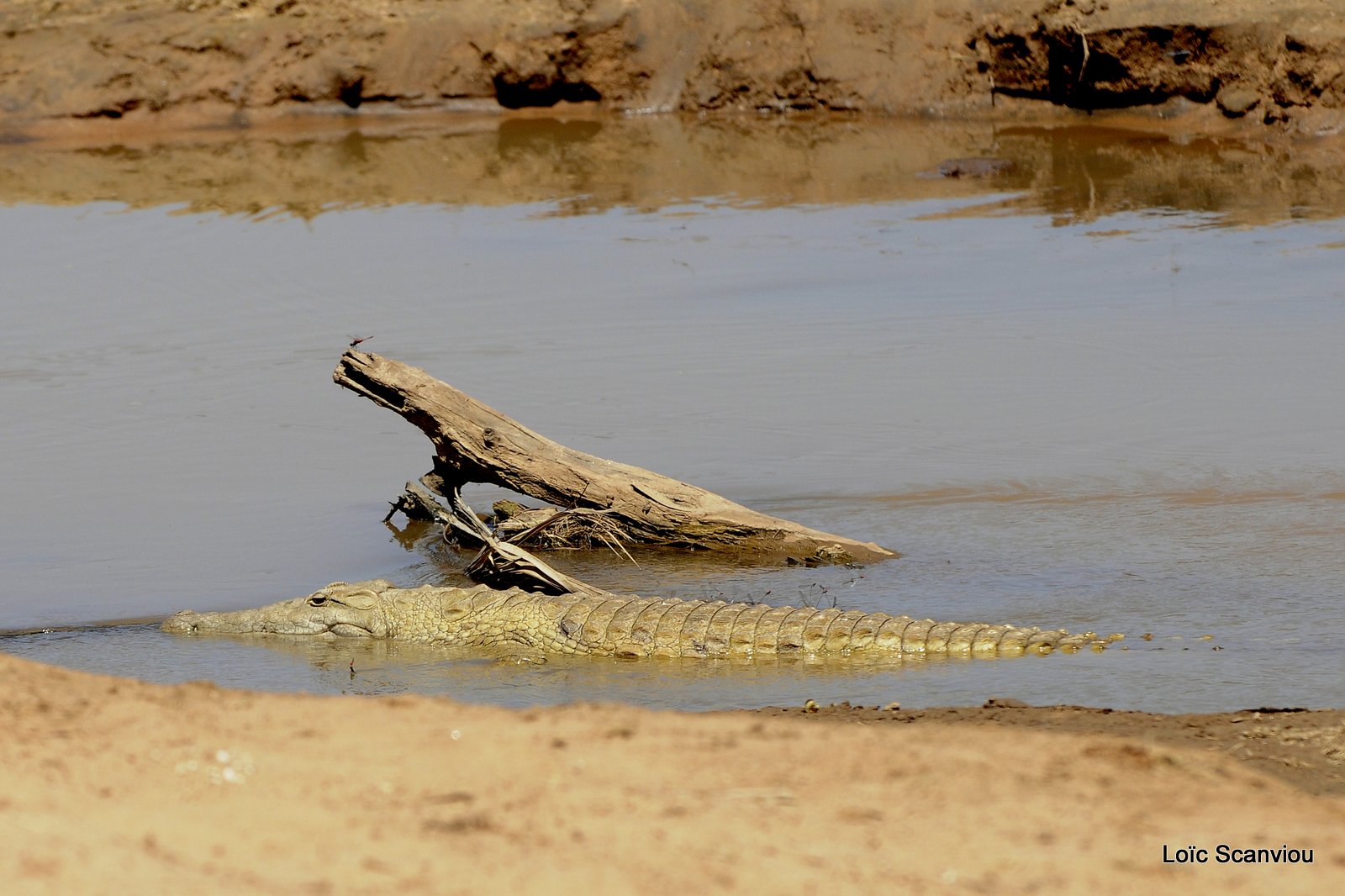 Crocodile (12)