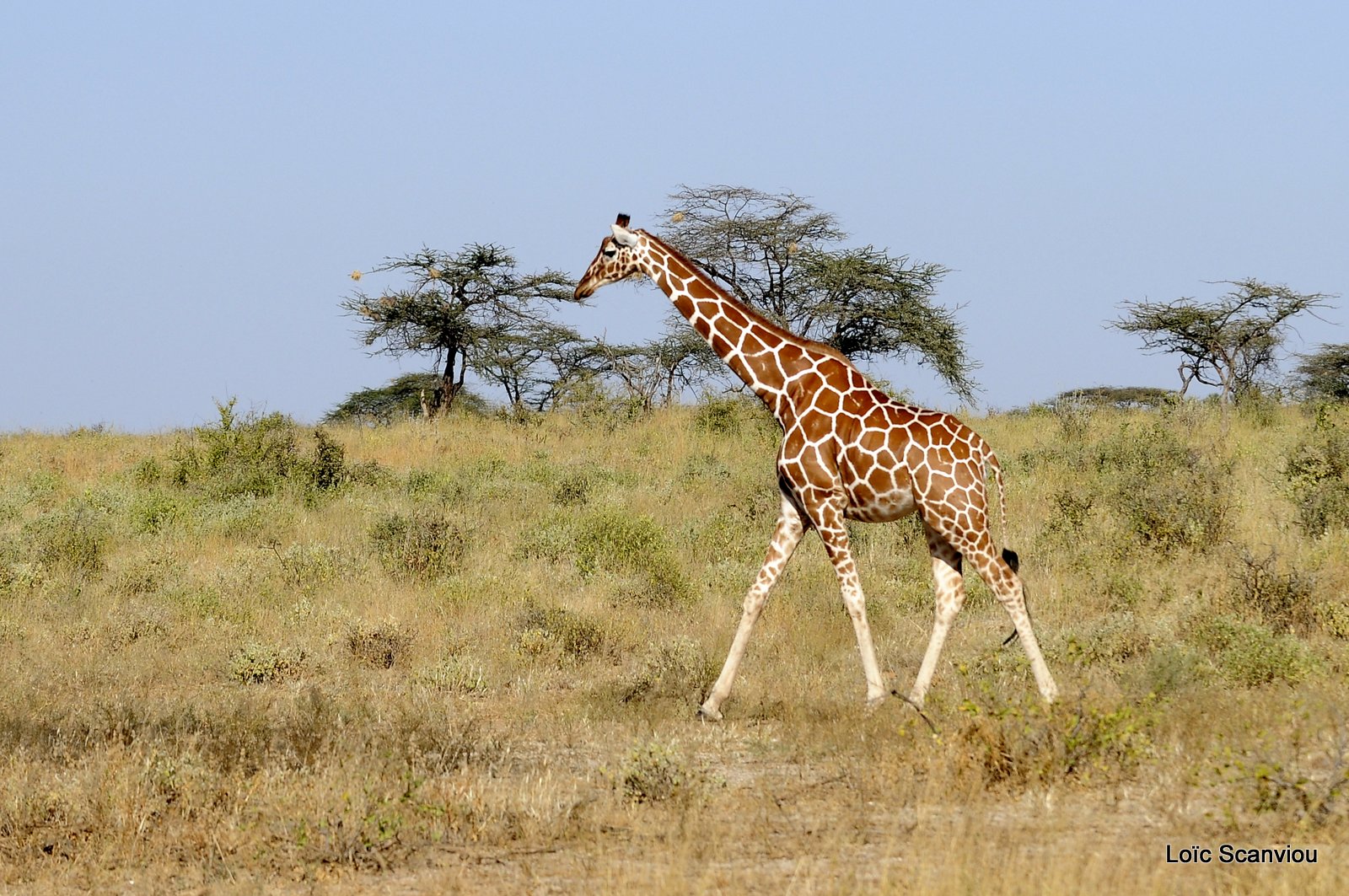 Girafe réticulée/Reticulated Giraffe (19)