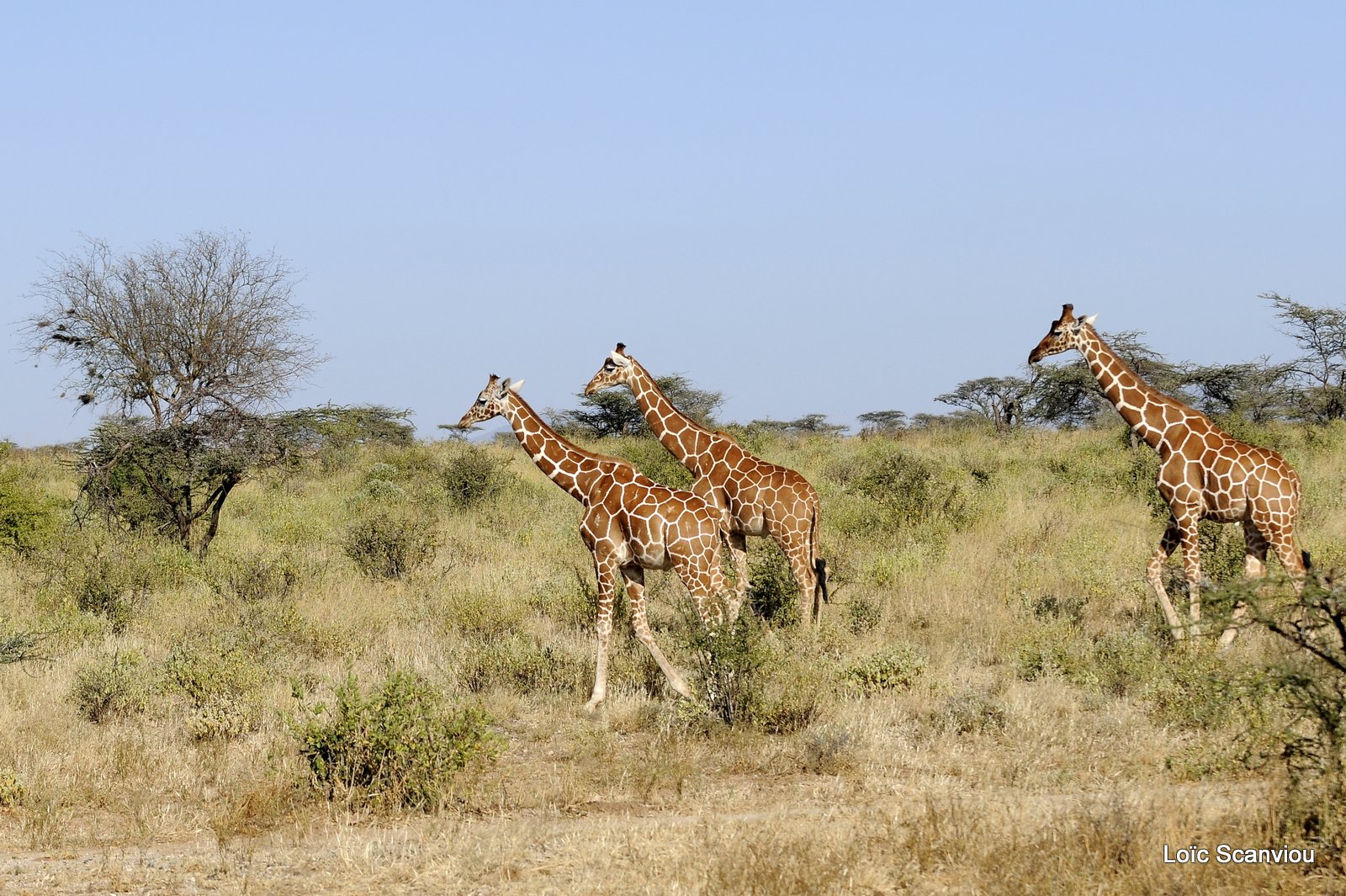 Girafe/Giraffe (21)