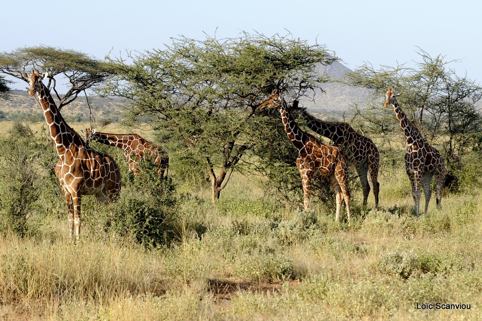 Girafe réticulée/Reticulated Giraffe (20)