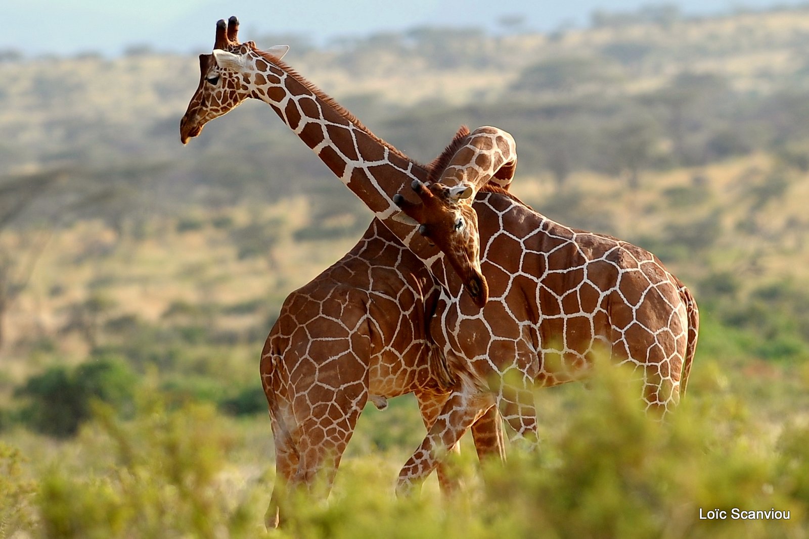 Girafe réticulée/Reticulated Giraffe (5)