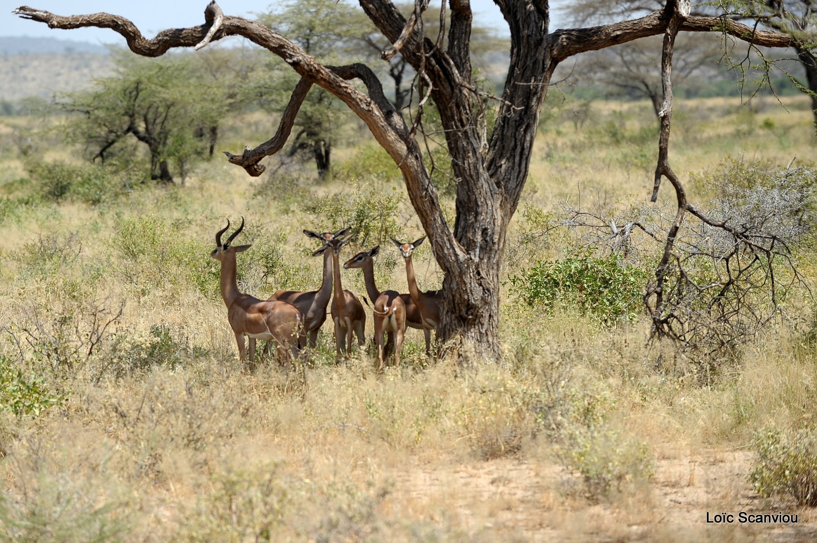 Gazelle de Waller/Gerenuk (4)