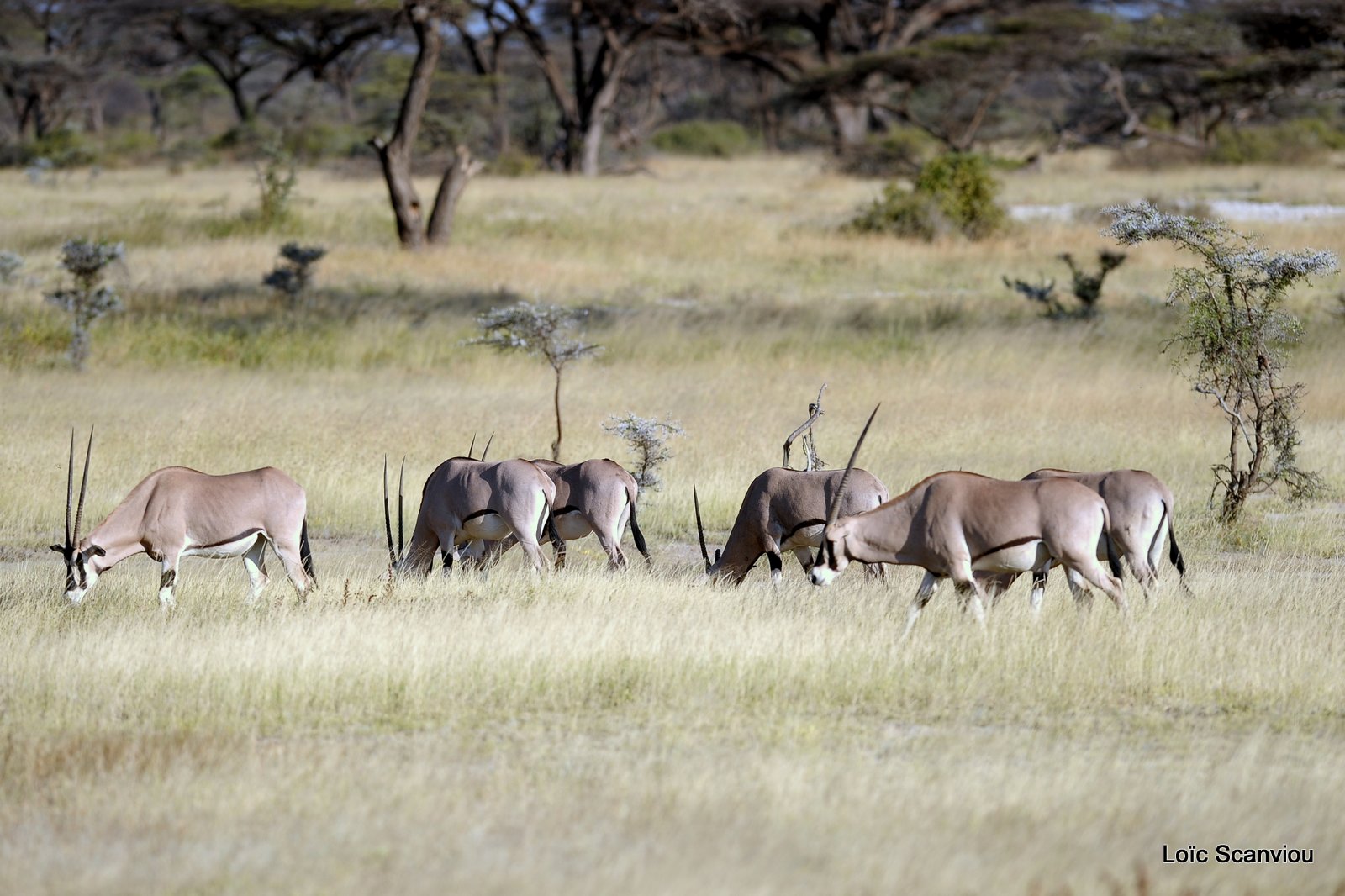 Oryx beïsa/Beisa Oryx (4)