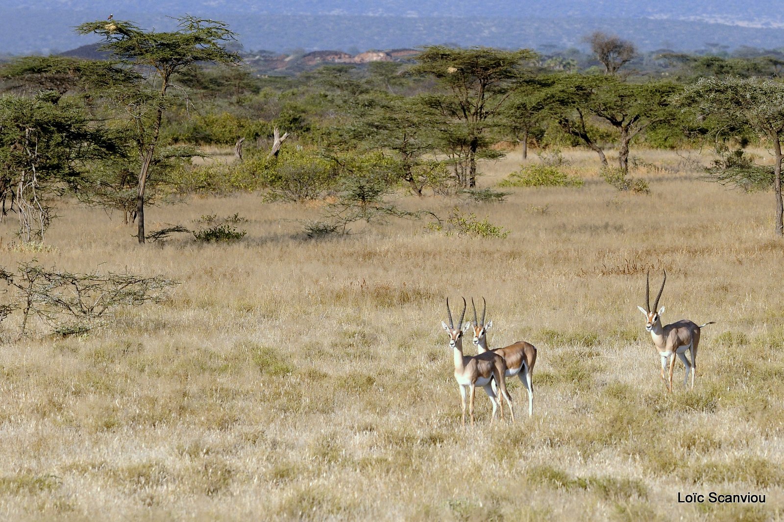 Gazelle de Bright/Bright's Gazelle  (2)