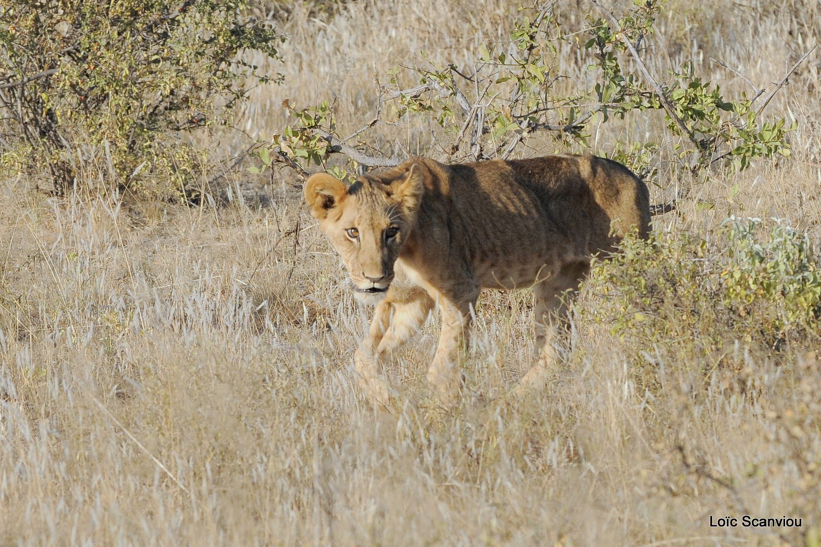 Lion (19)