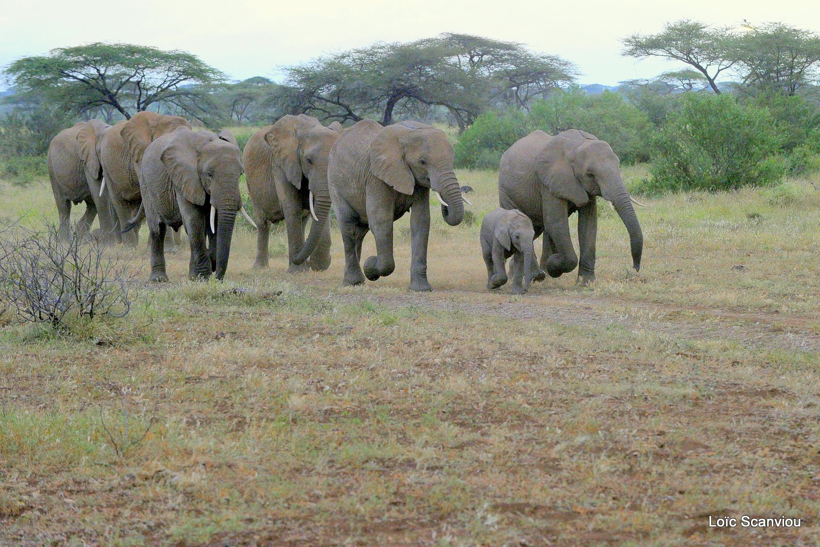 Eléphant (30)