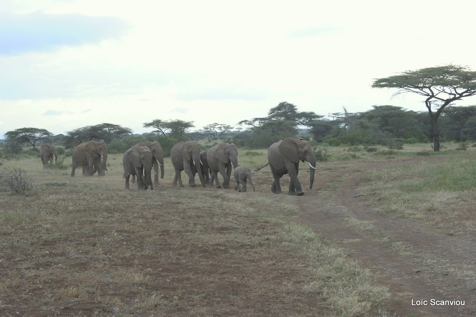Eléphant (31)