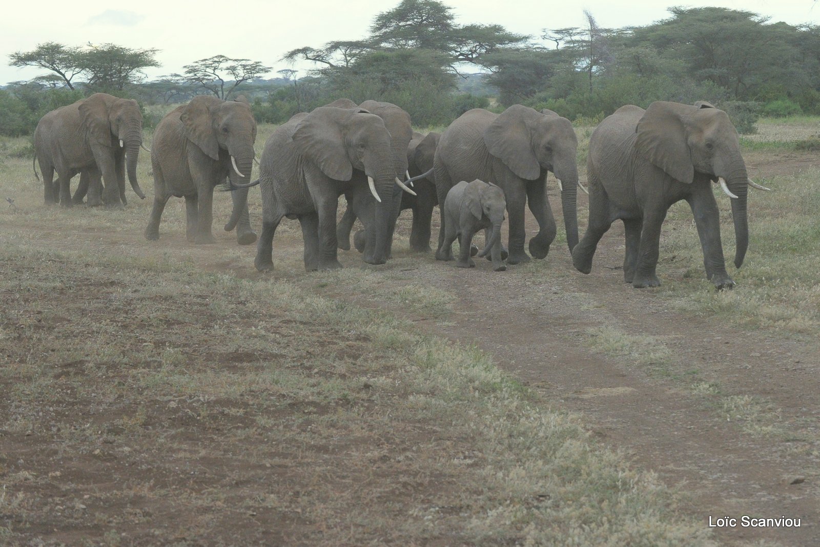 Eléphant (32)