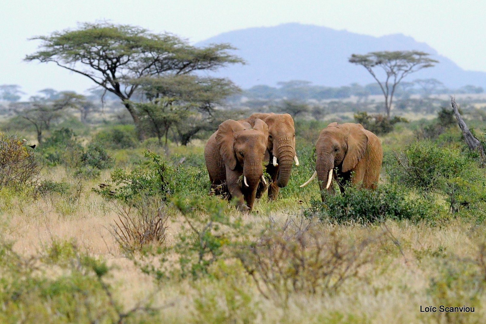 Eléphant (34)