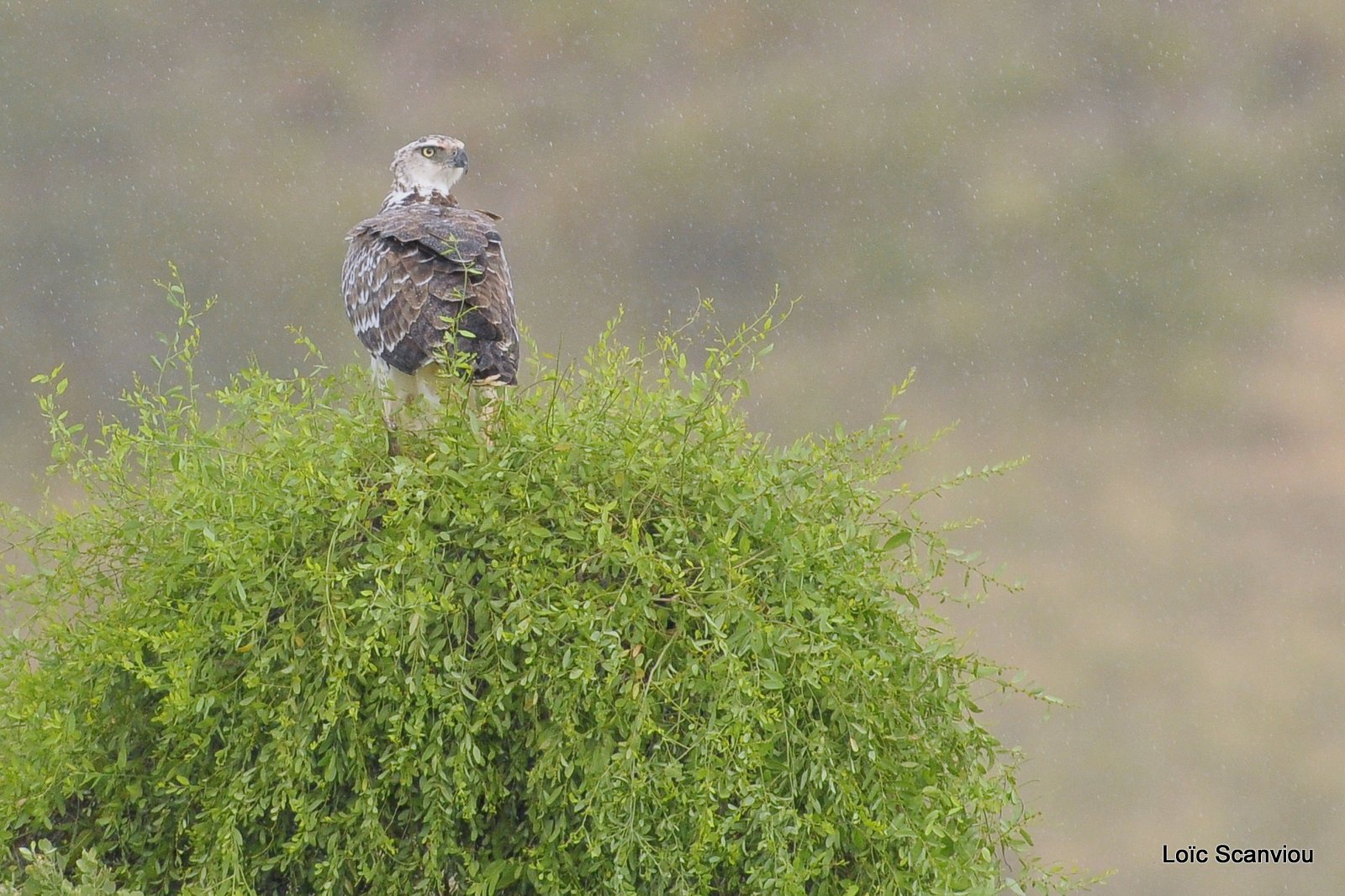 Aigle martial juvénile/Juvenile Martial Eagle (1)