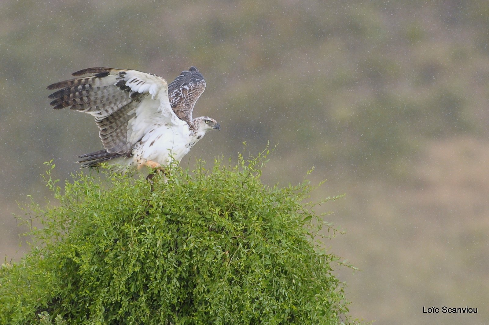 Aigle martial juvénile/Juvenile Martial Eagle (2)