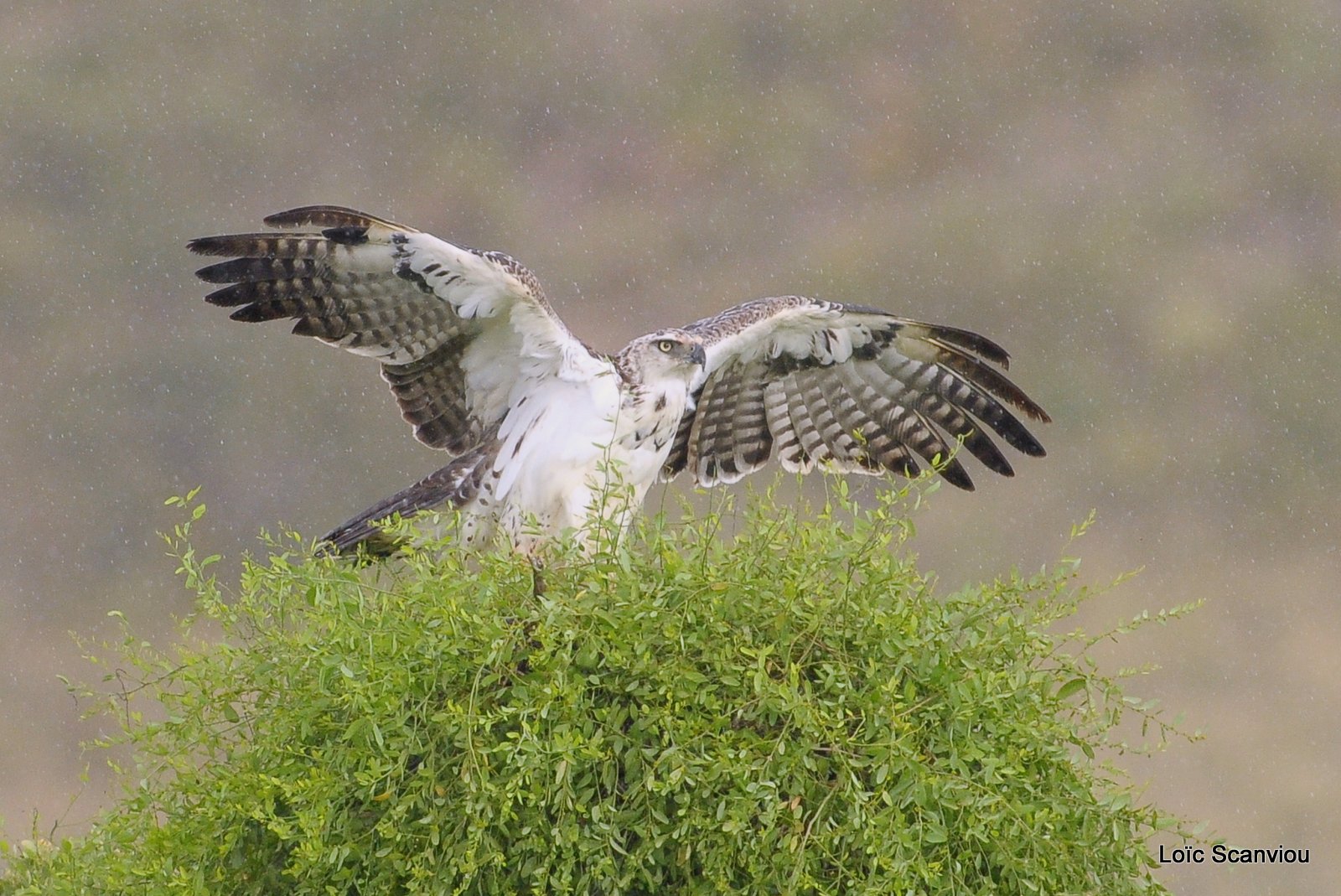 Aigle martial juvénile/Juvenile Martial Eagle (3)