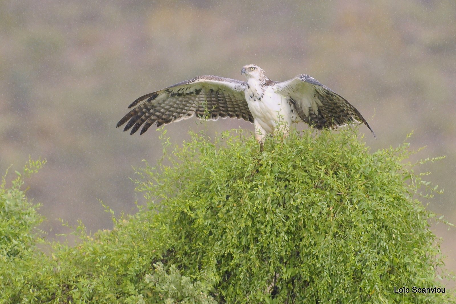 Aigle martial juvénile/Juvenile Martial Eagle (4)